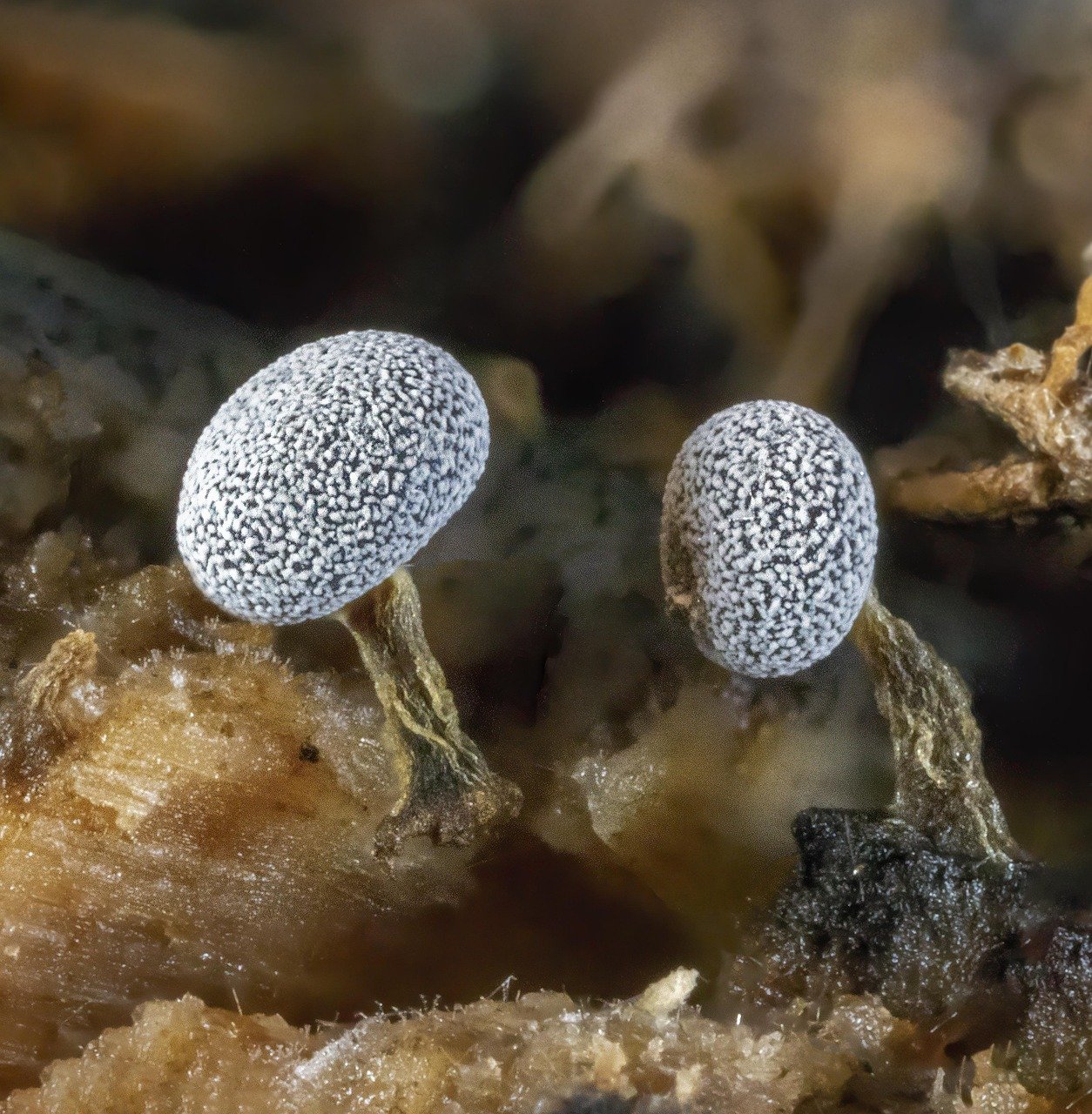 slime mold, micro, nature, macro, tiny, pattern, white, stalk, wood, growth, outdoor, forest, colour, miniature, woods, organism, texture, spores, brown growth